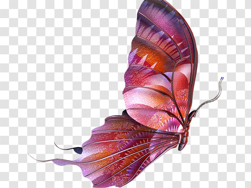 Butterfly Clip Art - Lossless Compression Transparent PNG