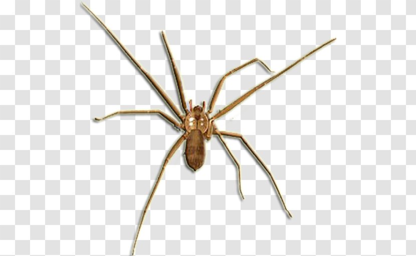 Barn Spider Widow Spiders Brown Recluse Wolf - Orb Weaver Transparent PNG