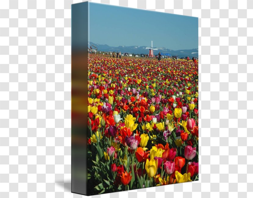 Tulip Wildflower - Seed Plant - Festival Transparent PNG