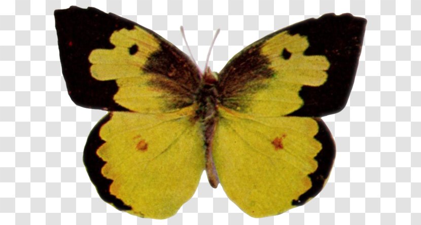Clouded Yellows Brush-footed Butterflies Gossamer-winged Pieridae Butterfly - Gossamerwinged - Sonia Transparent PNG