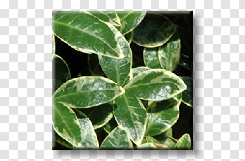Fortune's Spindle Greater Periwinkle Myrtle Evergreen Garden - Plant Transparent PNG