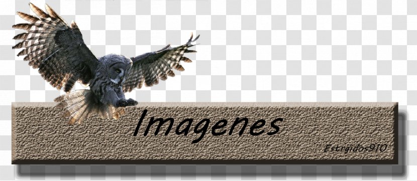 Eagle Hawk Beak Falcon Feather Transparent PNG