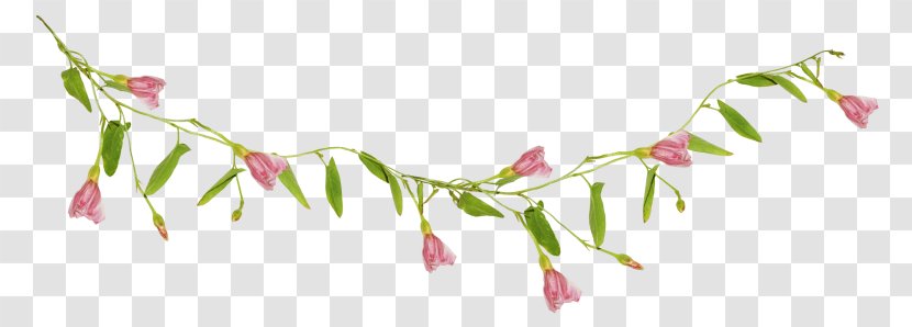 Petal Floral Design Leaf Clip Art - Flora Transparent PNG