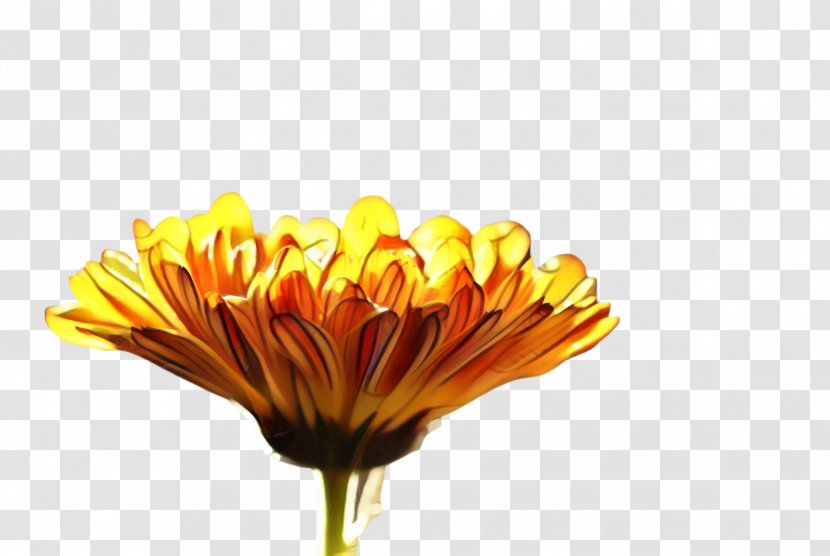 Medicine Cartoon - Closeup - Perennial Plant Wildflower Transparent PNG