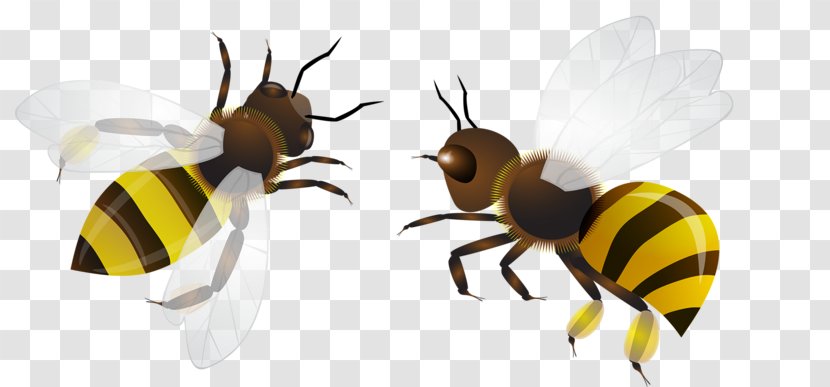 Bee Insect Clip Art - Flight Transparent PNG