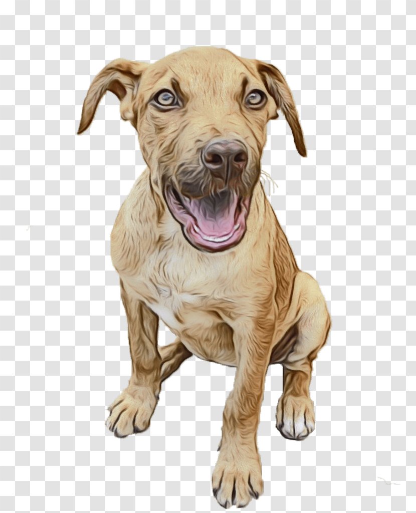 Dog Breed American Pit Bull Terrier Snout Sporting Group Transparent PNG