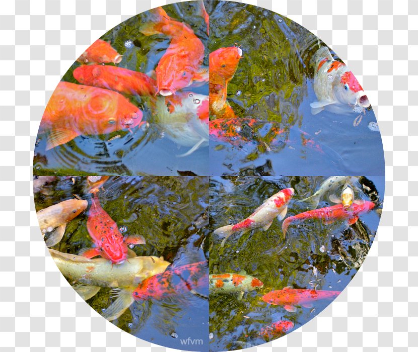 Koi Fish Pond Transparent PNG