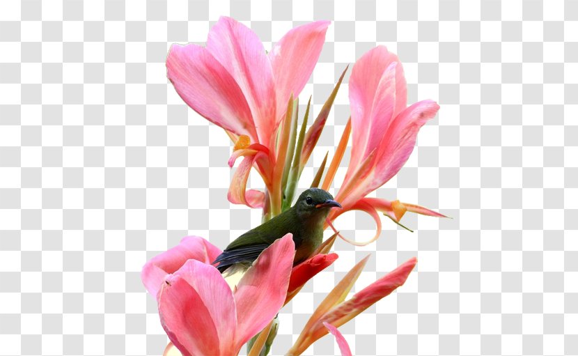 Canna Indica Flower Rhizome - Cannabis Pictures Transparent PNG