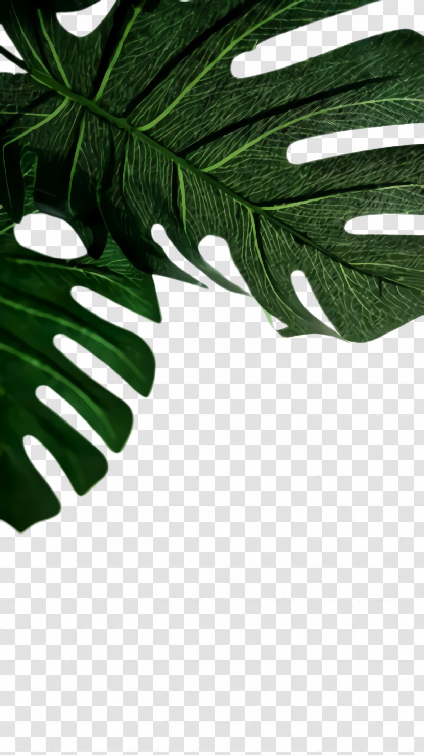 Family Tree Background - Flower - Arum Transparent PNG