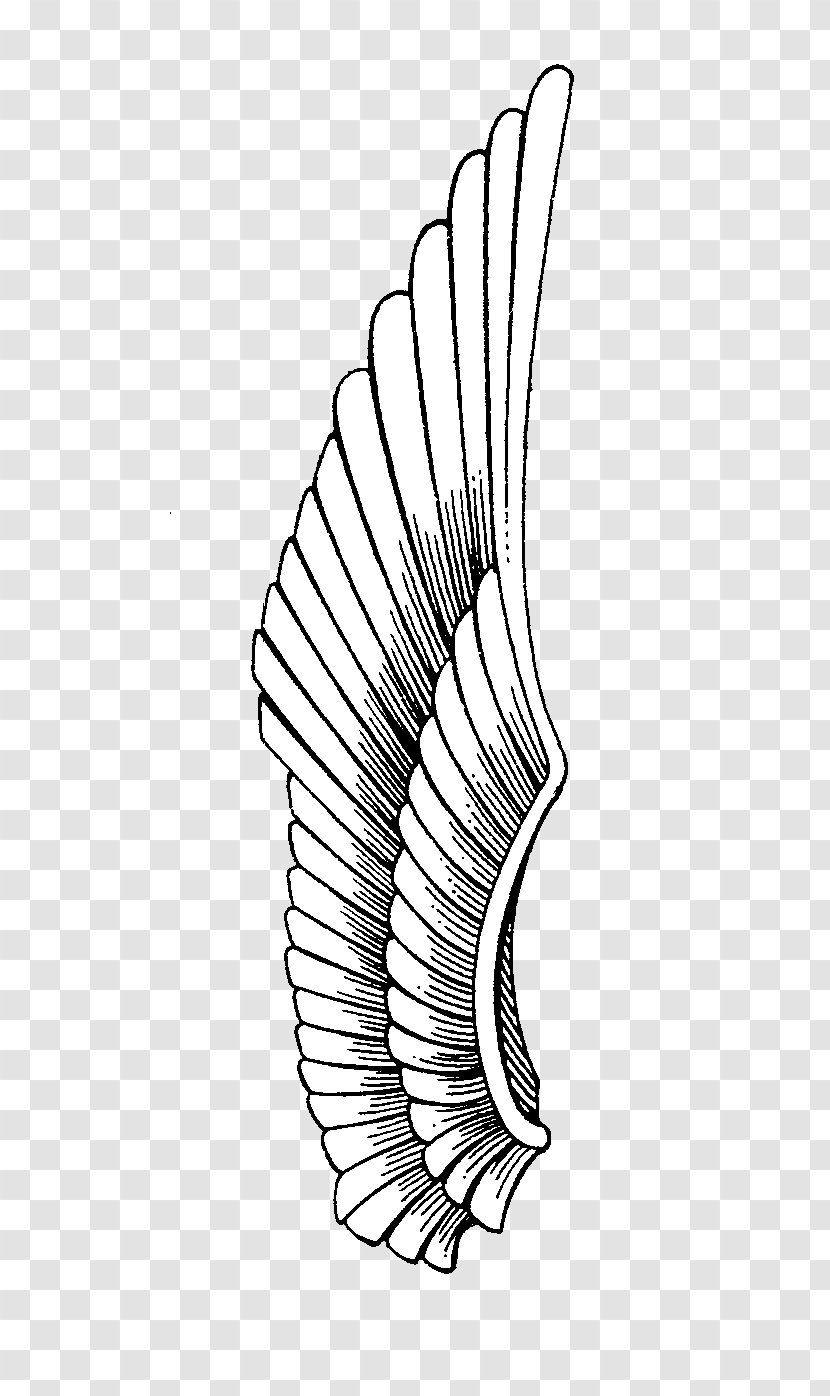 Drawing Line Art Eagle Monochrome - Point - Wings Tattoo Transparent PNG