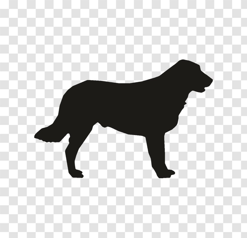 Labrador Retriever Flat-Coated Rough Collie Dog Breed Puppy - Chesapeake Bay Transparent PNG