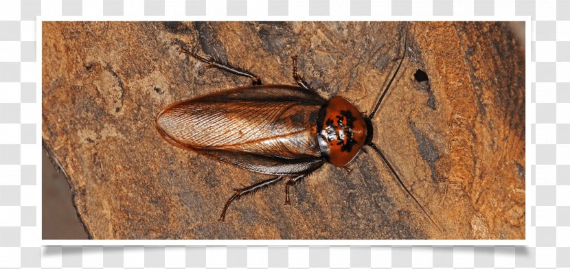 Cockroach Ger Nay Pest Control Termite - Blaberus - Oriental Transparent PNG