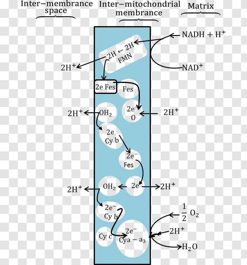 Atom Molecule Biology Respiration Redox - Illustration Atp Transparent PNG