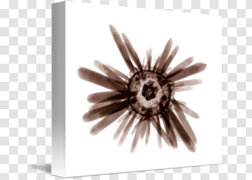 Gallery Wrap Canvas Sea Urchin Art Printmaking - Closeup Transparent PNG