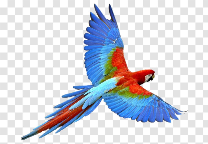 Parrot Bird Macaw - Beak Transparent PNG