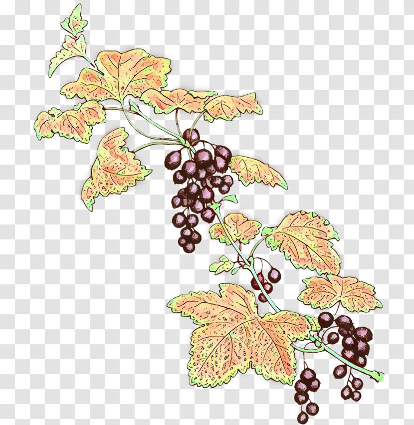 Grape Leaves Grape Leaf Grapevine Family Plant Transparent PNG