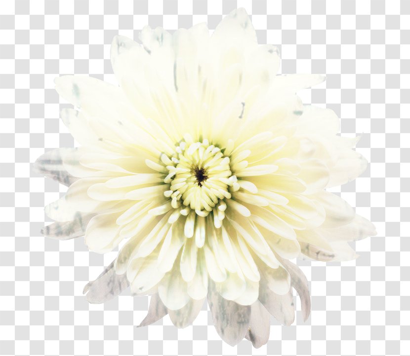 Transvaal Daisy Cut Flowers Chrysanthemum Petal - Family - Flower Transparent PNG