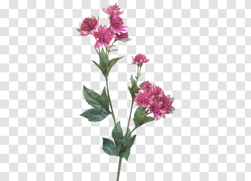 Cut Flowers Floral Design Plant Stem - Annual - Burgundy Transparent PNG