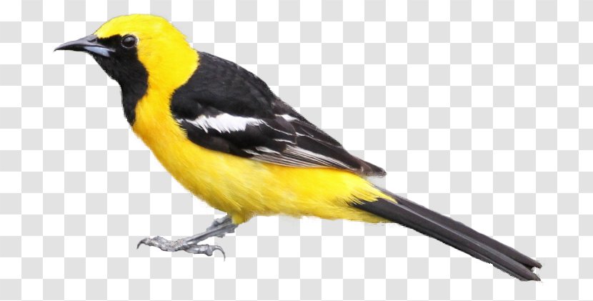 Bird Hooded Oriole Baltimore Tanager Clip Art - Blackhooded - Water Color Transparent PNG