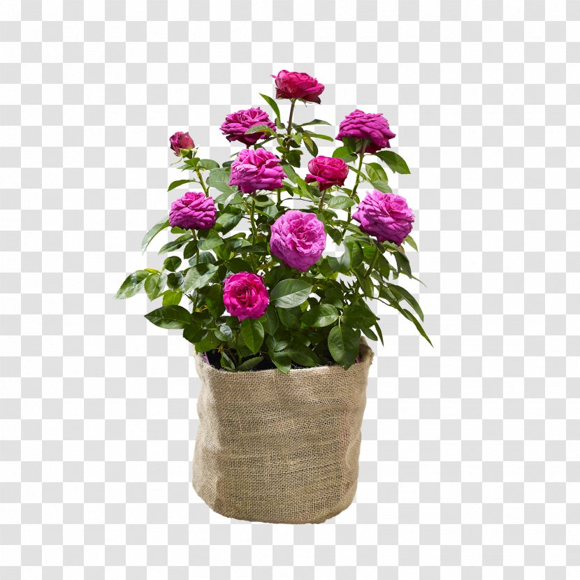 Garden Roses Cabbage Rose Plant Leroy Merlin Price - Order Transparent PNG
