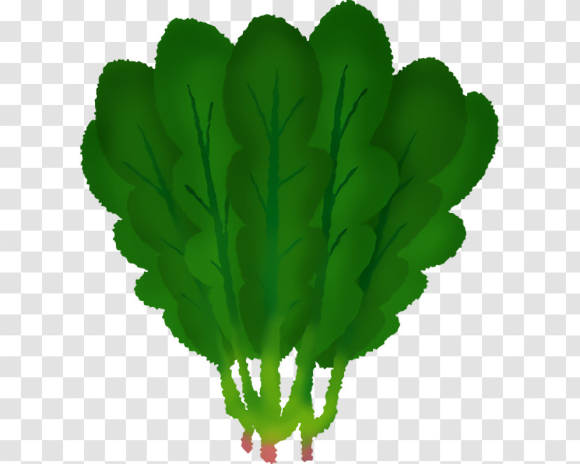 Leaf Plant Stem Leaf Vegetable Green M-tree Transparent PNG