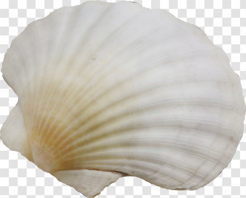 White Bivalve Petal Shell Plant - Scallop - Natural Material Cockle Transparent PNG