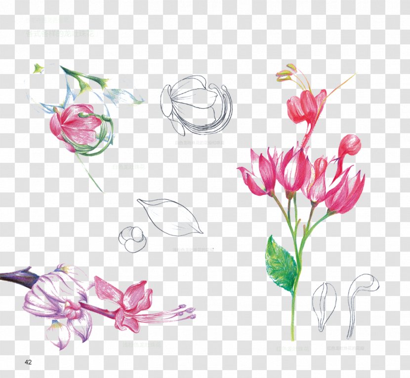 Floral Design Flower - Anatomy - Hanging Bell Picture Material Transparent PNG