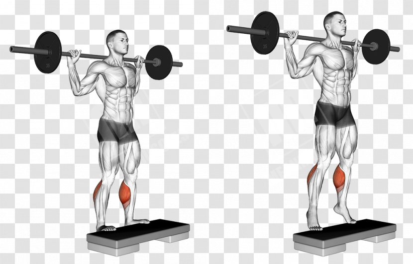 Squat Gluteus Maximus Muscle Weight Training Barbell Physical Exercise - Arm Transparent PNG