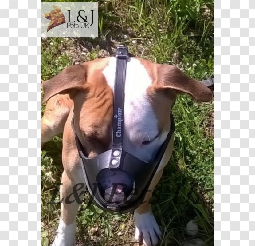 Dog Breed American Staffordshire Terrier Snout Length Muzzle - Distance Transparent PNG