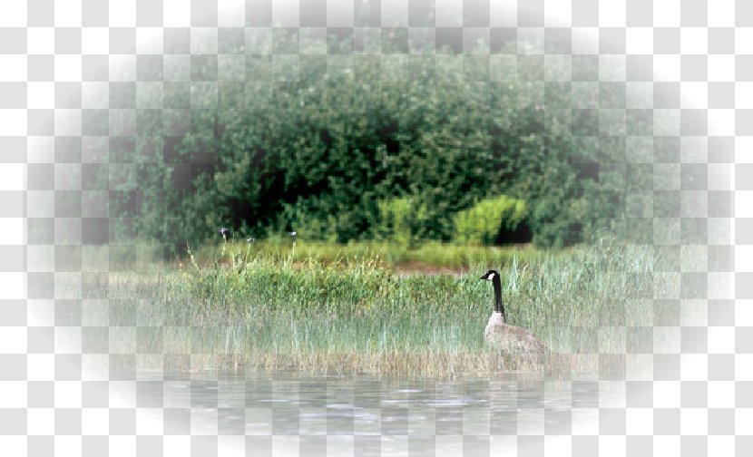 PlayStation Portable Water Bird - Resources - Landscape Transparent PNG