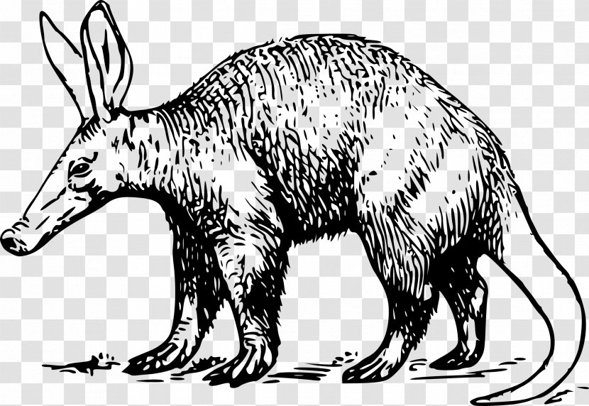 Aardvark Anteater Clip Art - Wildlife - Drawing Animals Transparent PNG