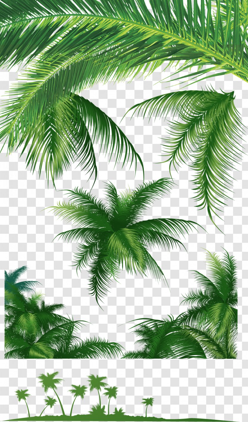 Leaf Arecaceae Tree Coconut - Leaves Transparent PNG