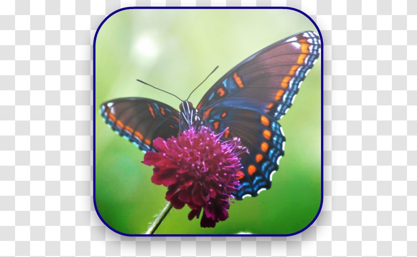Monarch Butterfly Biosphere Reserve Insect Ulysses - Old World Swallowtail Transparent PNG