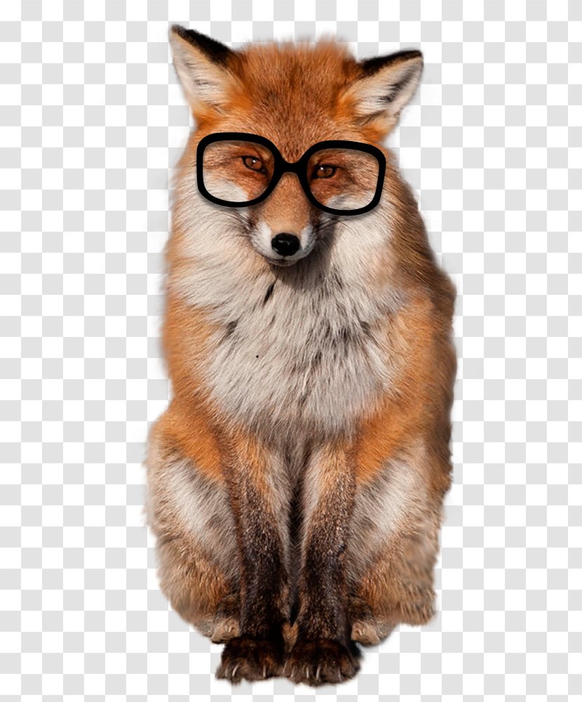 Red Fox Whiskers Fur Snout Transparent PNG