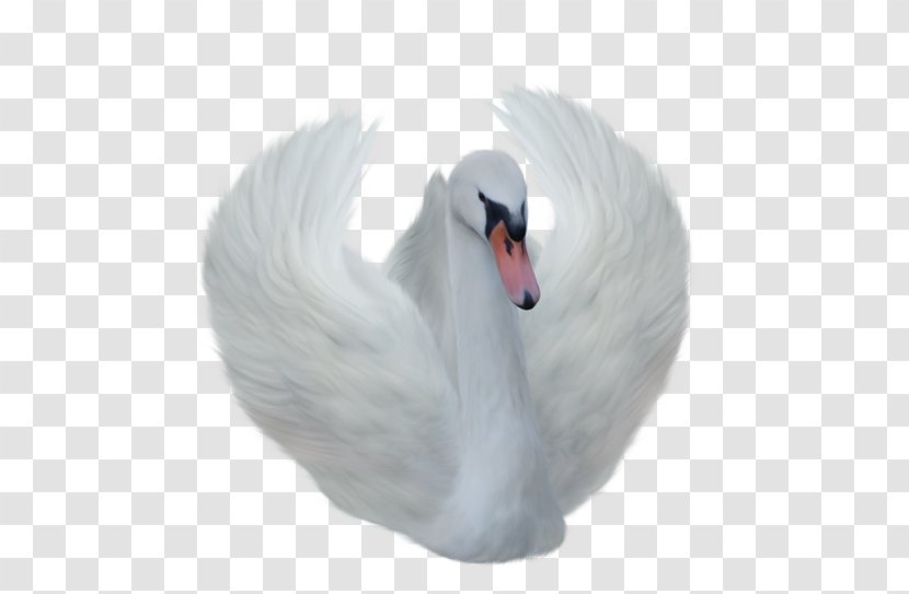 Transparency Clip Art Mute Swan Image - Bird - Cygnini Pattern Transparent PNG