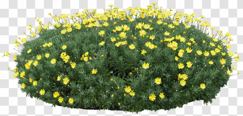 Cdr Clip Art - Dandelion - Chrysanthemum Transparent PNG