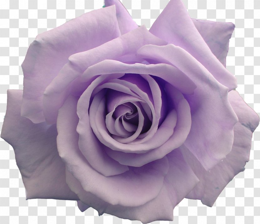 Flower Garden Roses Clip Art - Rose - Violet Transparent PNG