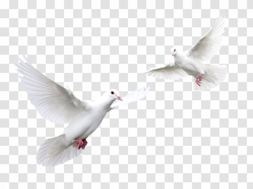 Columbidae Trash Doves Bird Clip Art - Sky - Pigeon Transparent PNG