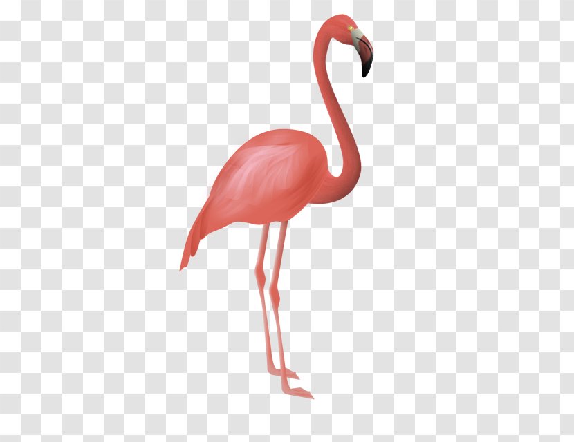 Flamingos Bird Flamenco Clip Art - Water - Flamingo Transparent PNG