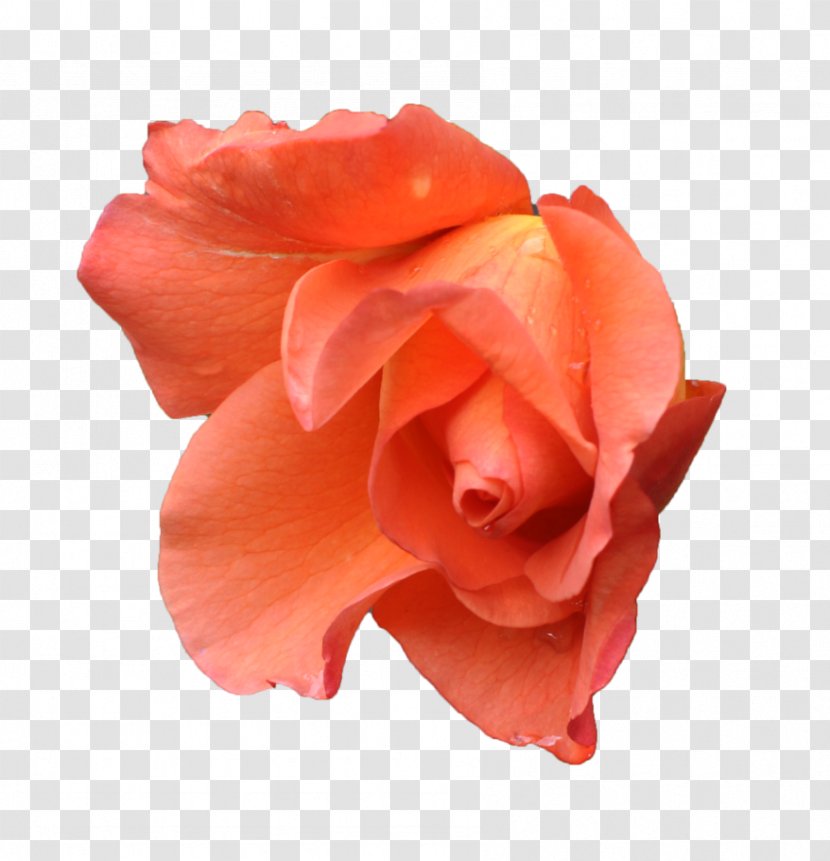 Centifolia Roses Orange Pink Flower Peach - Apricot Transparent PNG
