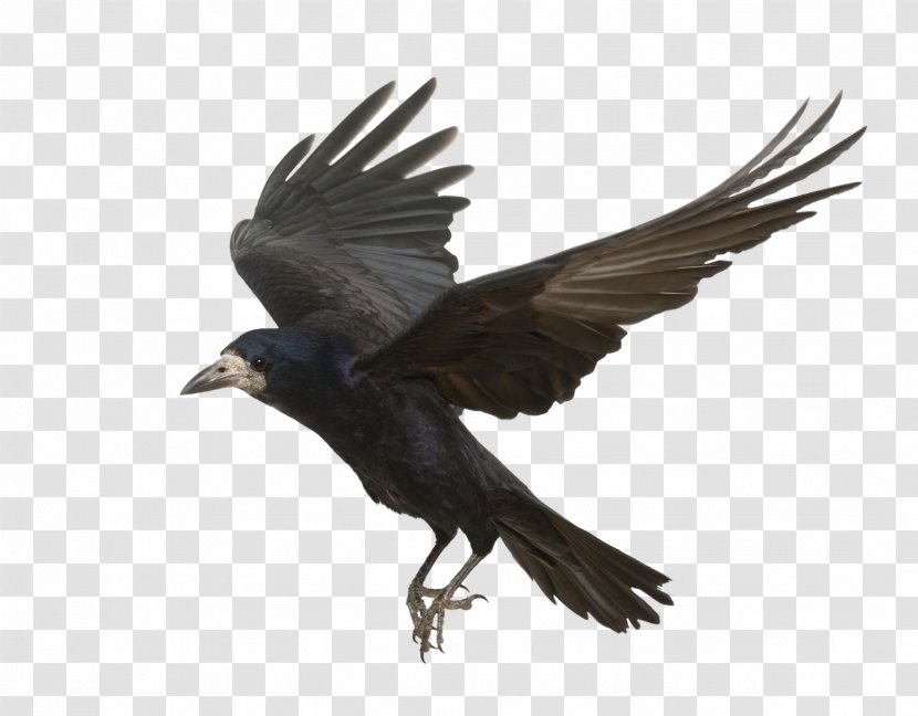 Rook Common Raven Bird Carrion Crow Flight - Flying Transparent PNG
