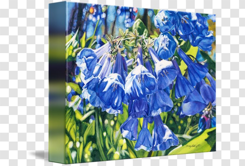 Bluebonnet Bellflower Gallery Wrap Scilla Hyacinth - Flower Transparent PNG