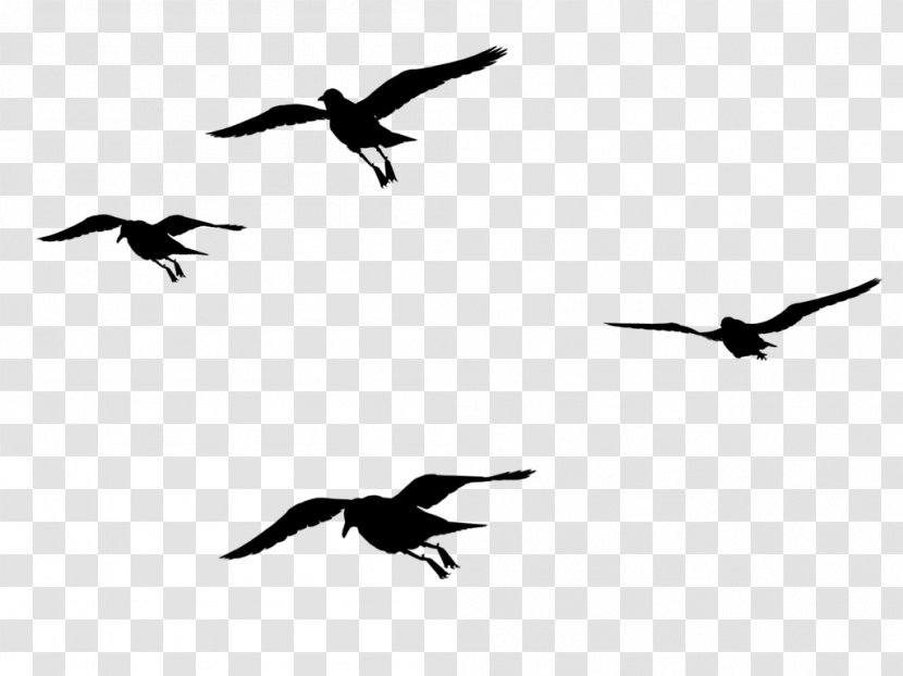 Bird Migration Beak Crane Seabird - Fauna Transparent PNG