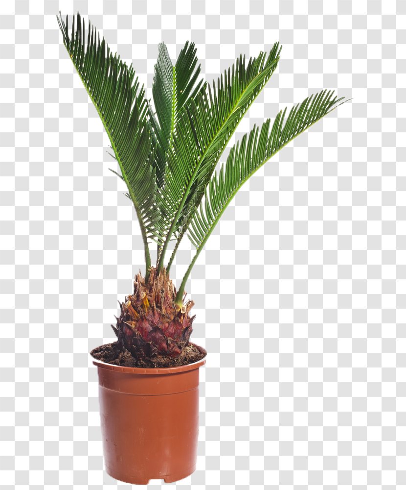 Arecaceae Canary Island Date Palm Rhapis Excelsa Seed - Flowerpot - Plant Growth Transparent PNG