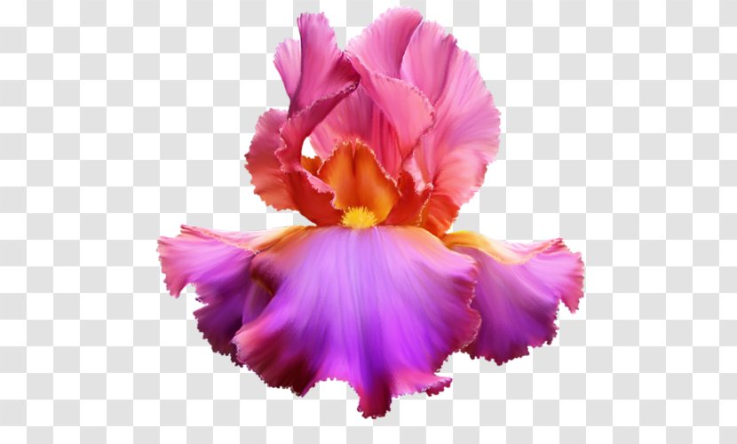 Author Jubileum Birthday Text Sunset - Cattleya Orchids - Flower Transparent PNG