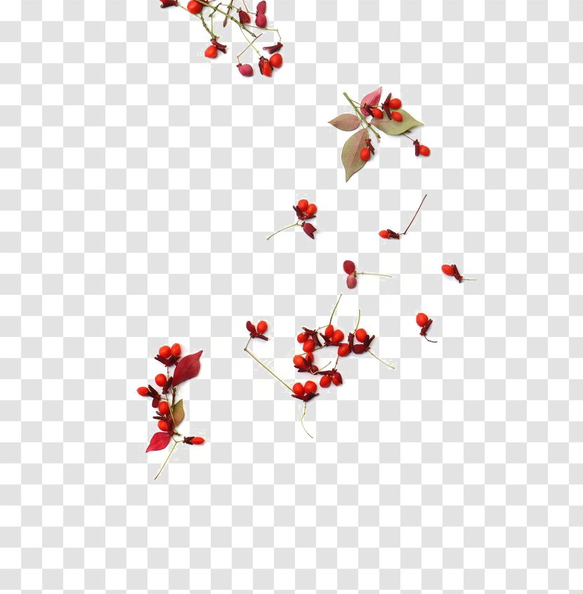 Frutti Di Bosco Seed - Juniper Berry - Red Berries Transparent PNG