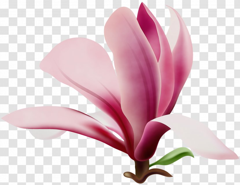Watercolor Pink Flowers - Siam Tulip - Cyclamen Transparent PNG
