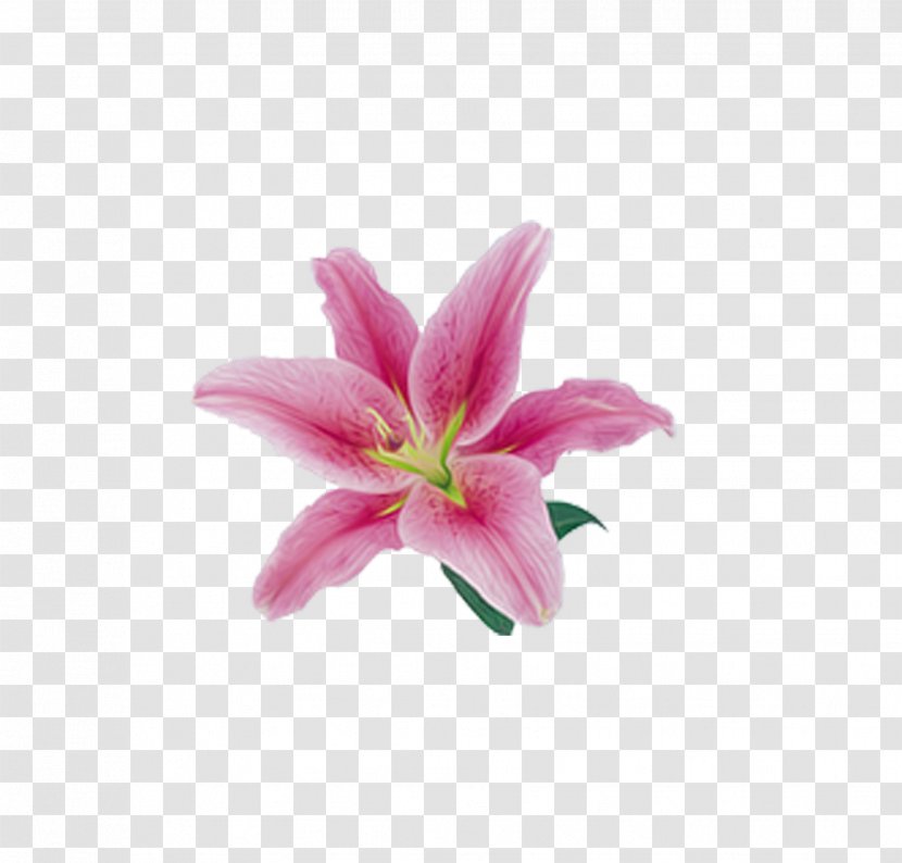 Lilium Flower - Pink - Beautiful Lily Decorative Material Transparent PNG