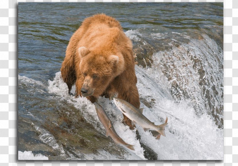 I Am A Grizzly Bear Brooks Falls Desktop Wallpaper - Predatory Fish Transparent PNG