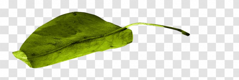 Vegetable Leaf Transparent PNG